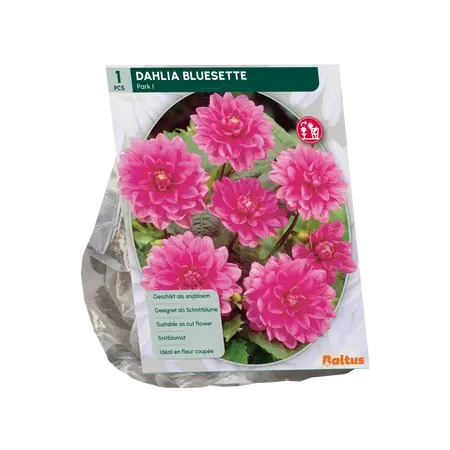 Baltus Dahlia Park Bluesette per 1