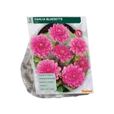 Baltus Dahlia Park Bluesette per 1