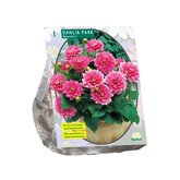 Baltus Dahlia Park Bluesette per 1