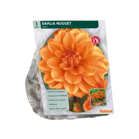 Baltus Dahlia Park Nugget per 1