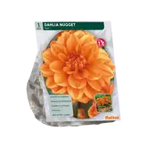 Baltus Dahlia Park Nugget per 1