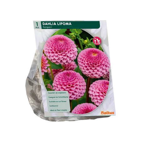 Baltus Dahlia Pompon Lipoma per 1