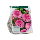 Baltus Dahlia Pompon Lipoma per 1