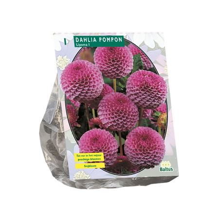 Baltus Dahlia Pompon Lipoma per 1