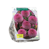Baltus Dahlia Pompon Lipoma per 1