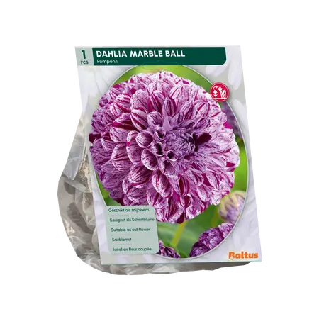 Baltus Dahlia Pompon Marble Ball per 1