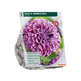 Baltus Dahlia Pompon Marble Ball per 1