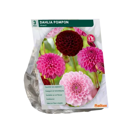 Baltus Dahlia Pompon Mix per 3