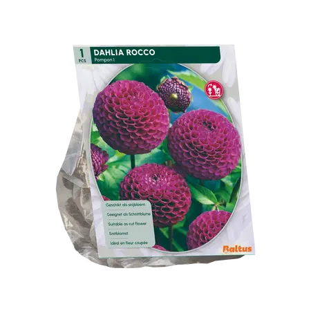 Baltus Dahlia Pompon Rocco per 1