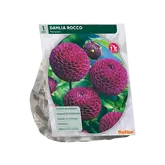 Baltus Dahlia Pompon Rocco per 1