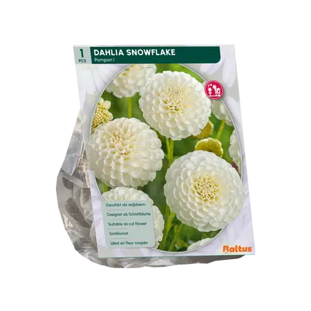 Baltus Dahlia Pompon Snowflake per 1
