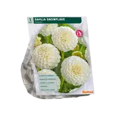Baltus Dahlia Pompon Snowflake per 1
