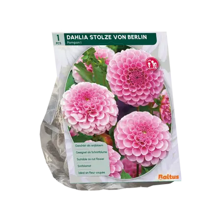 Baltus Dahlia Pompon Stolze von Berlin per 1