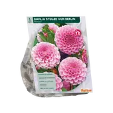 Baltus Dahlia Pompon Stolze von Berlin per 1
