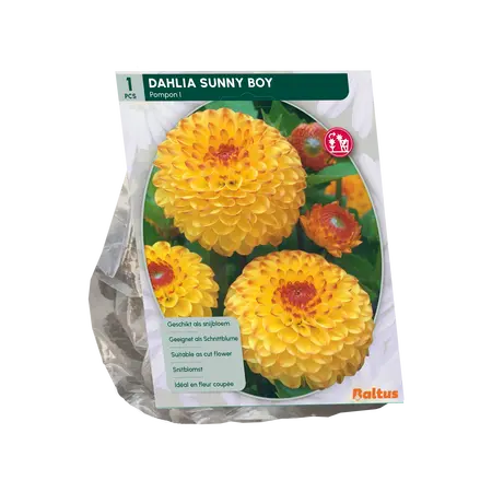 Baltus Dahlia Pompon Sunny Boy per 1