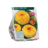Baltus Dahlia Pompon Sunny Boy per 1