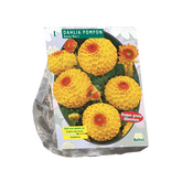 Baltus Dahlia Pompon Sunny Boy per 1