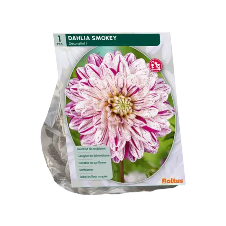 Baltus Dahlia Smokey per 1