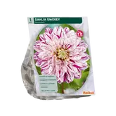 Baltus Dahlia Smokey per 1