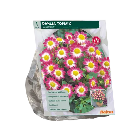 Baltus Dahlia Topmix Sweetheart per 1