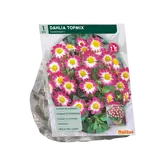 Baltus Dahlia Topmix Sweetheart per 1