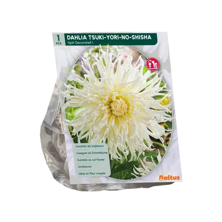 Baltus Dahlia Tsuki-Yori-No-Shisha per 1
