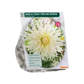 Baltus Dahlia Tsuki-Yori-No-Shisha per 1