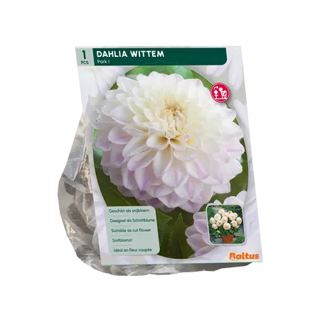 Baltus Dahlia Wittem per 1