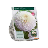 Baltus Dahlia Wittem per 1