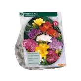 Baltus Freesia Double, Mix per 50