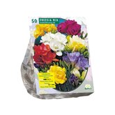 Baltus Freesia Double, Mix per 50