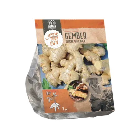 Baltus Gember Officinale per 1