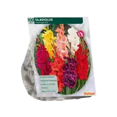 Baltus Gladiolus Gemengd per 100