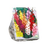 Baltus Gladiolus Gemengd per 25