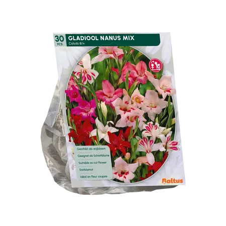 Baltus Gladiolus Nanus per 30
