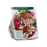 Baltus Gladiolus Nanus per 30
