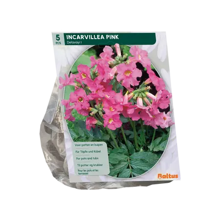 Baltus Incarvillea Delavayi, Roze per 5