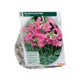 Baltus Incarvillea Delavayi, Roze per 5