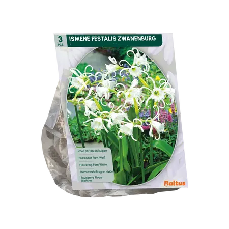 Baltus Ismene Festalis Zwanenburg per 3