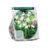 Baltus Ismene Festalis Zwanenburg per 3