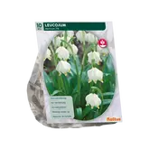 Baltus Leucojum per 10