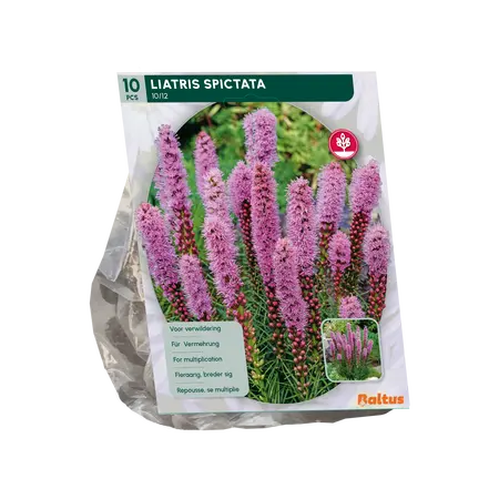 Baltus Liatris Spicata, Paars per 10