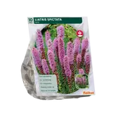Baltus Liatris Spicata, Paars per 10