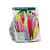 Baltus Lupine Russel, Mix per 10