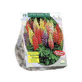 Baltus Lupine Russel, Mix per 10