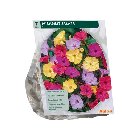 Baltus Mirabilis Jalapa per 7