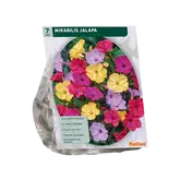 Baltus Mirabilis Jalapa per 7