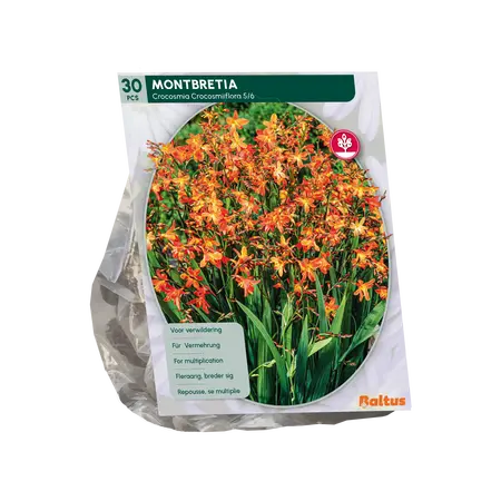 Baltus Montbretia per 30