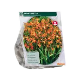 Baltus Montbretia per 30