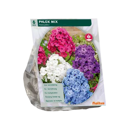 Baltus Phlox, Mix per 6